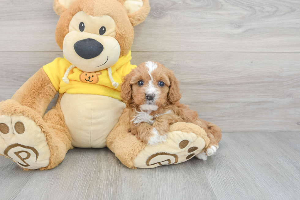 Playful Cavoodle Poodle Mix Puppy