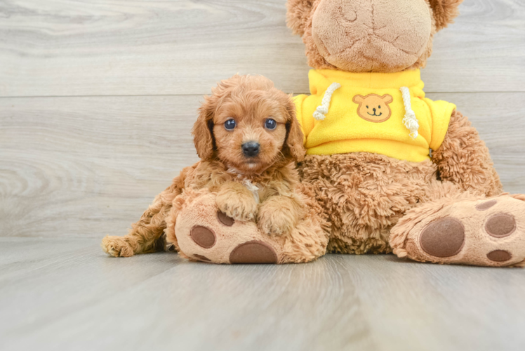 Cavapoo Puppy for Adoption