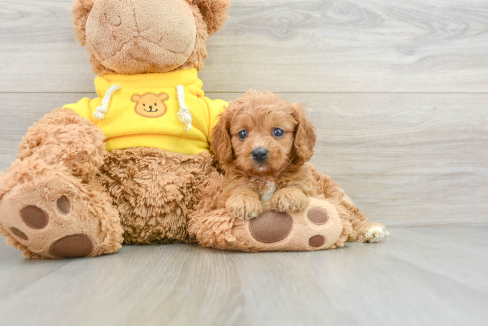 Energetic Cavoodle Poodle Mix Puppy