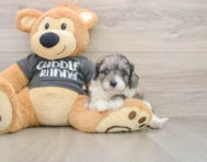 7 week old Cavapoo Puppy For Sale - Pilesgrove Pups
