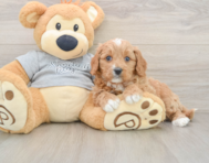 8 week old Cavapoo Puppy For Sale - Pilesgrove Pups