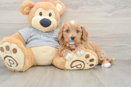 Cavapoo Puppy for Adoption