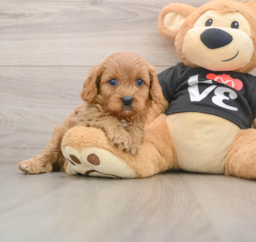 8 week old Cavapoo Puppy For Sale - Pilesgrove Pups