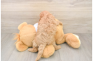 Sweet Cavapoo Baby