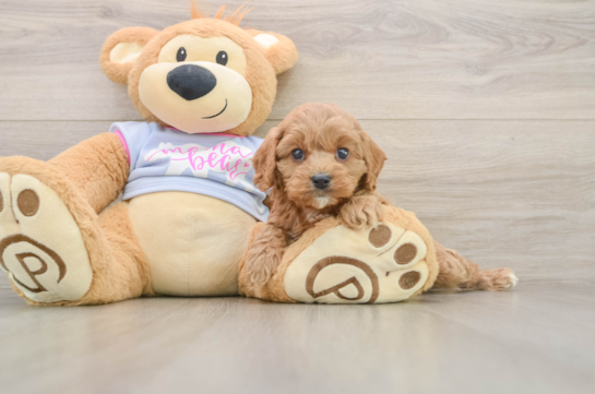 Popular Cavapoo Poodle Mix Pup