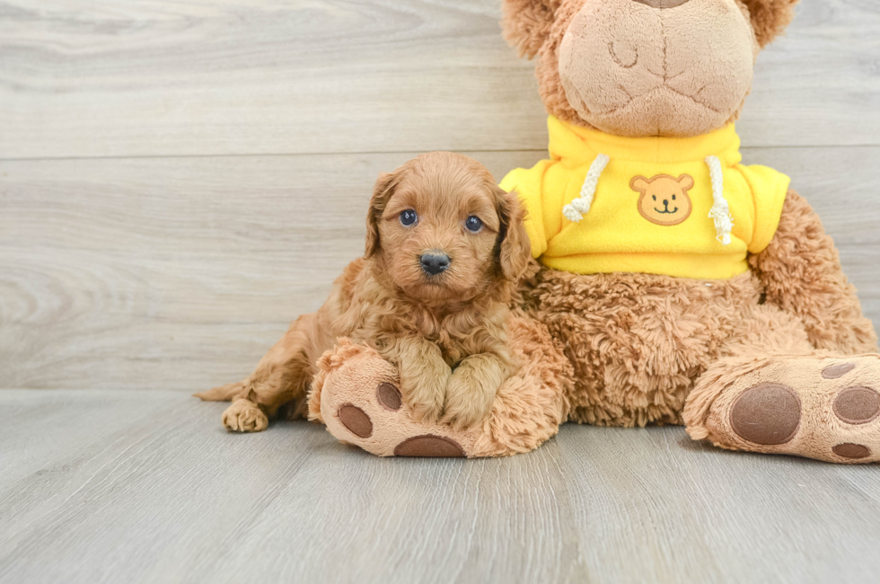 7 week old Cavapoo Puppy For Sale - Pilesgrove Pups