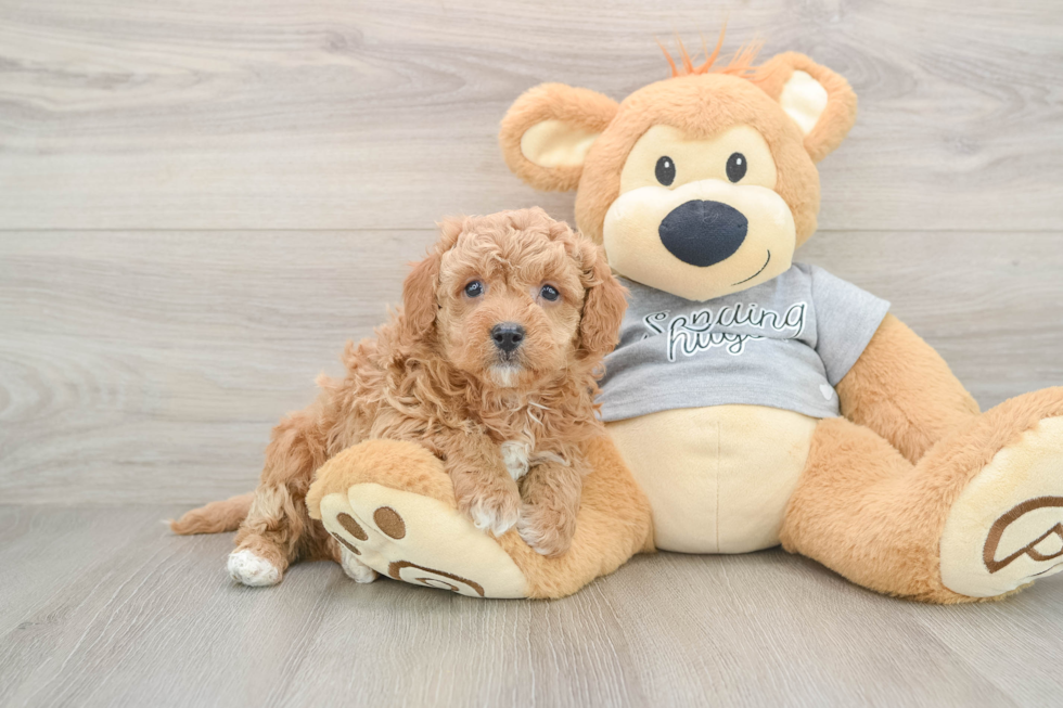 Cavapoo Pup Being Cute