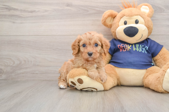 Cavapoo Puppy for Adoption