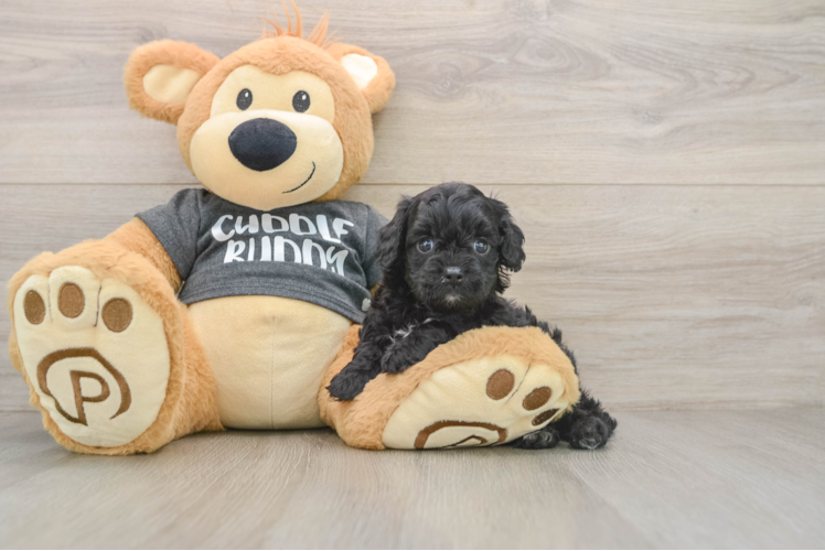 Happy Cavapoo Baby