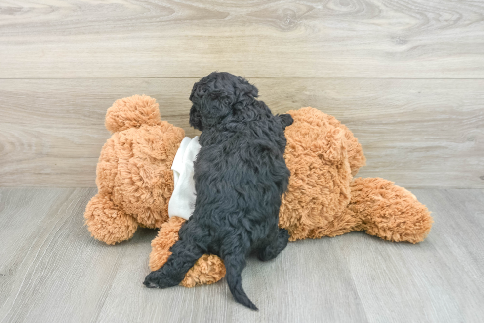 Smart Cavapoo Poodle Mix Pup