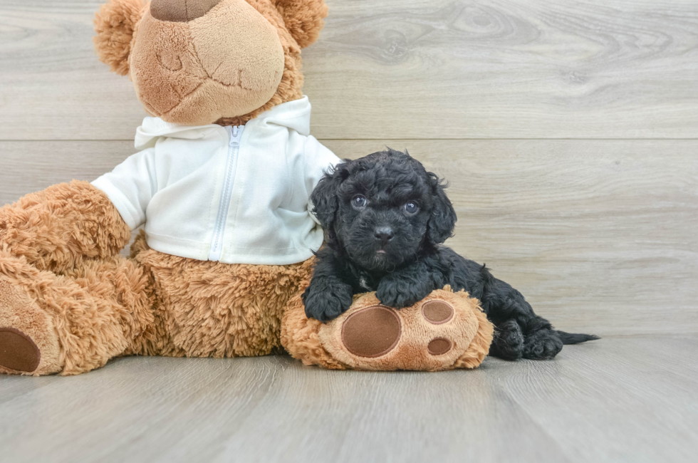 7 week old Cavapoo Puppy For Sale - Pilesgrove Pups