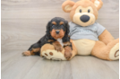 Fluffy Cavapoo Poodle Mix Pup
