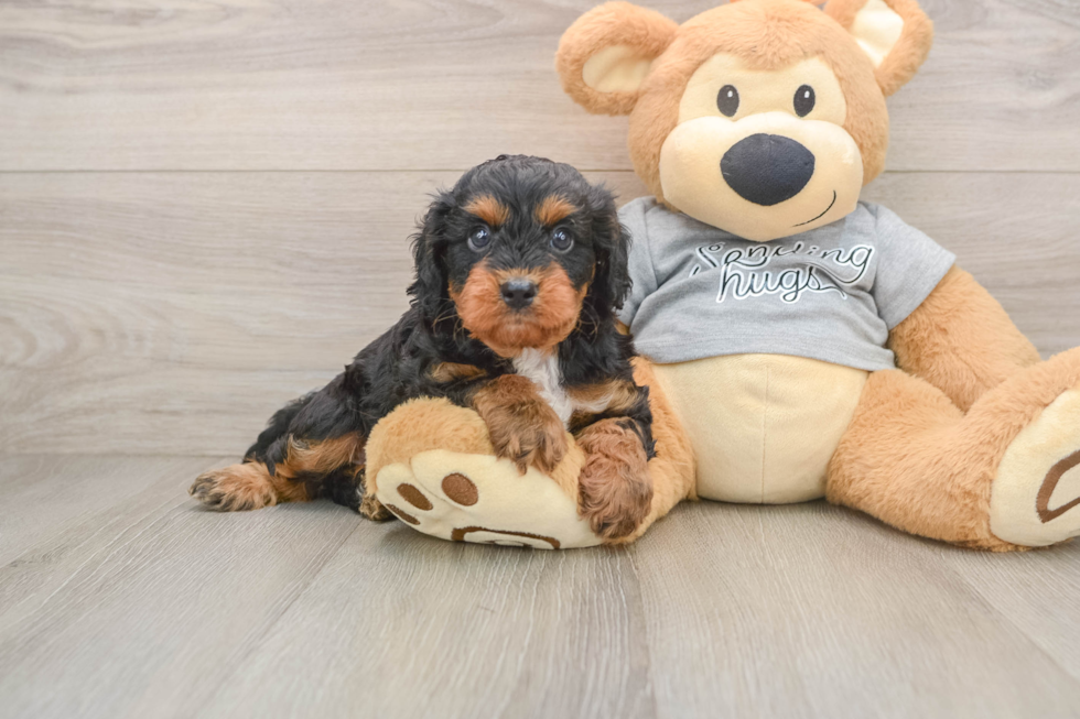 Fluffy Cavapoo Poodle Mix Pup