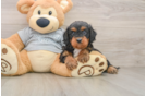Petite Cavapoo Poodle Mix Pup