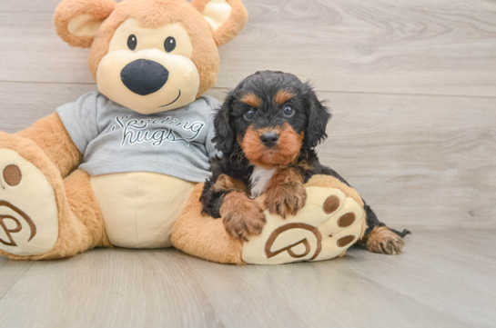 Petite Cavapoo Poodle Mix Pup