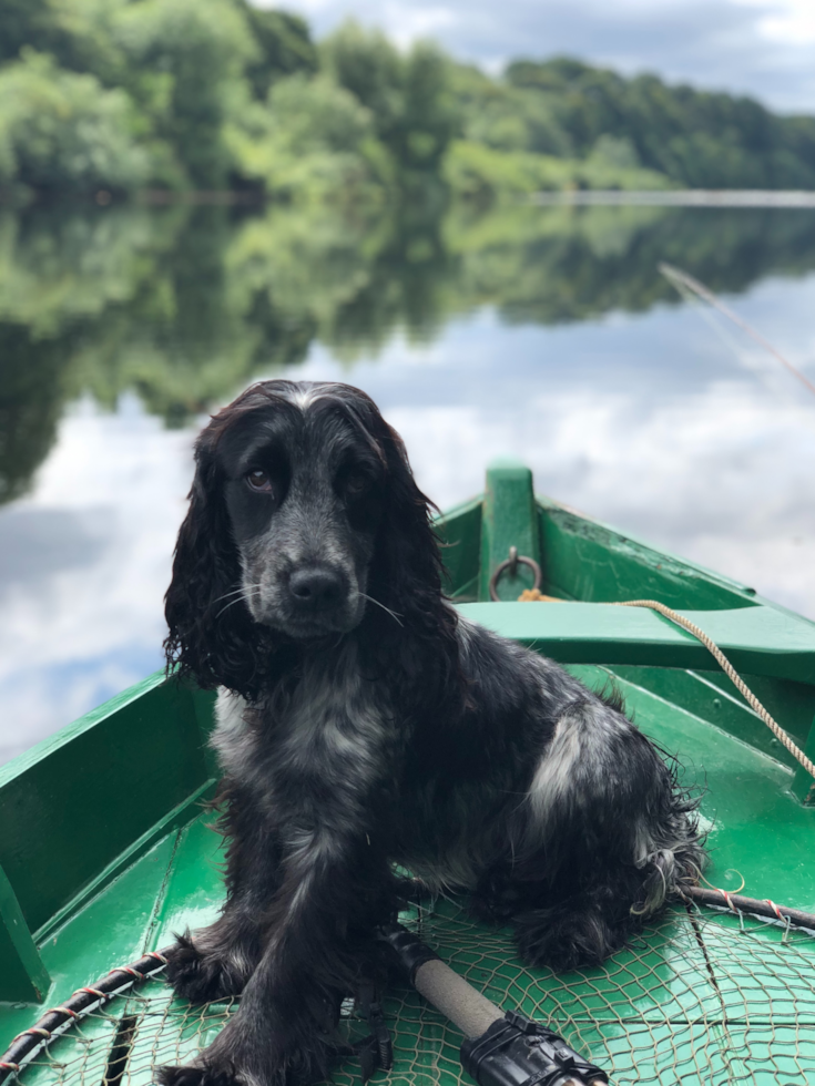 Cute Cocker Spaniel Purebred Pup