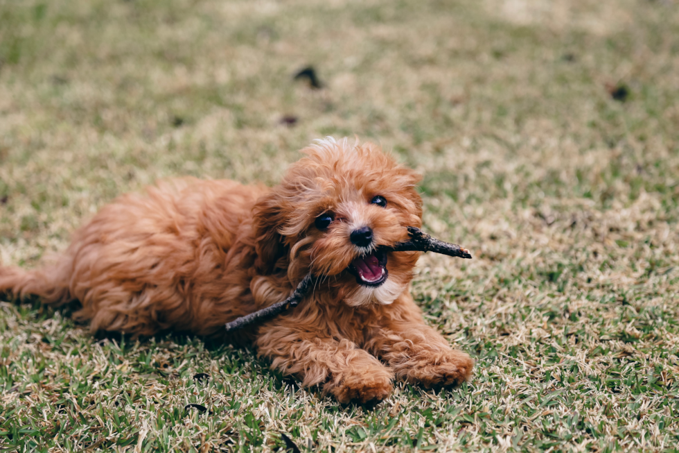 Cute Cavapoo Pup