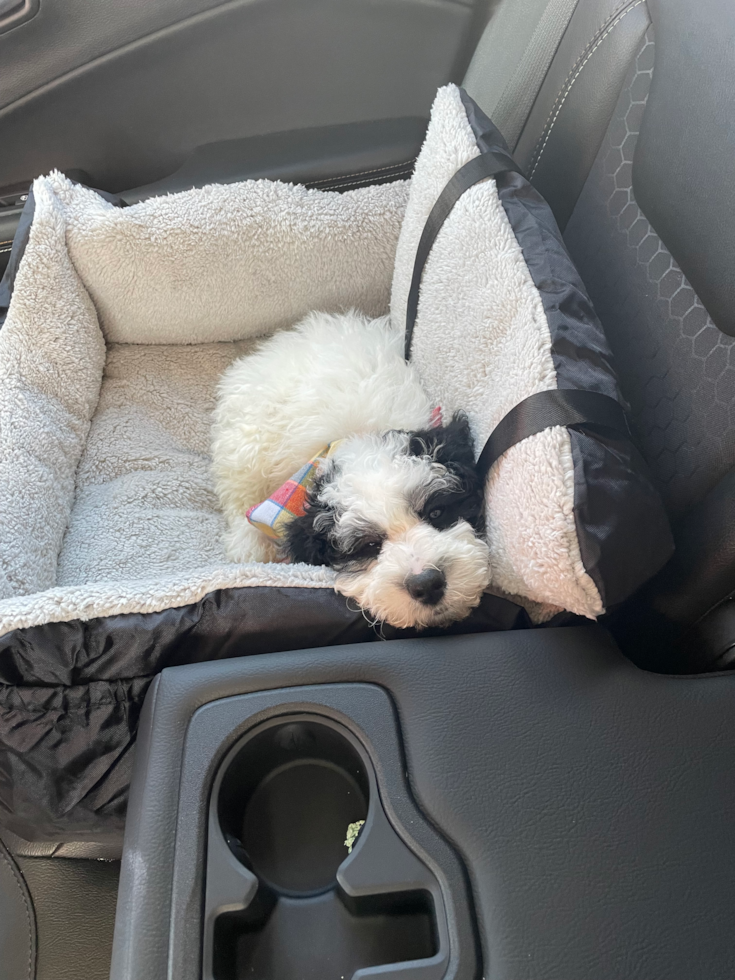 black and white mini sheepadoodle puppy sleeping in a dog bed in a car