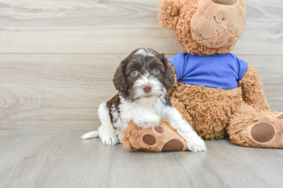 Hypoallergenic Cocker Doodle Poodle Mix Puppy