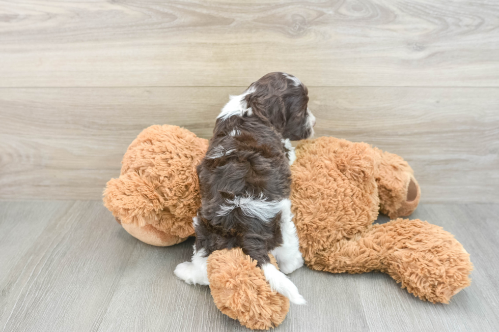 Cockapoo Puppy for Adoption