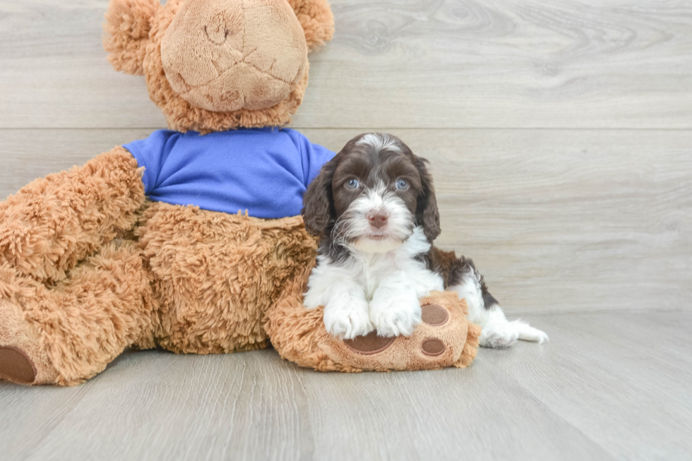 Energetic Cocker Doodle Poodle Mix Puppy