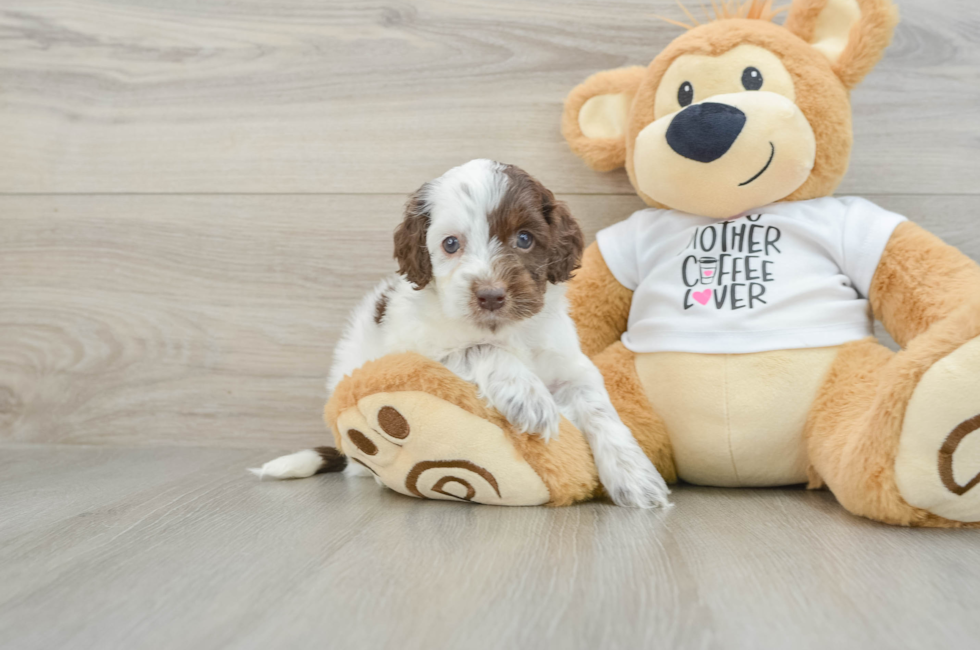 8 week old Cockapoo Puppy For Sale - Pilesgrove Pups