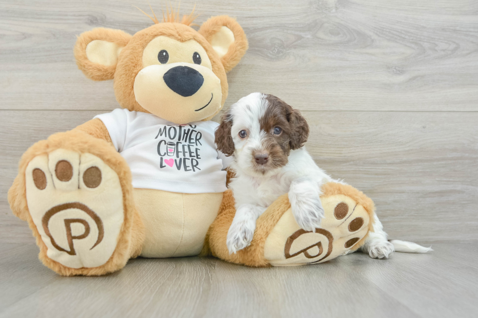 Smart Cockapoo Poodle Mix Pup