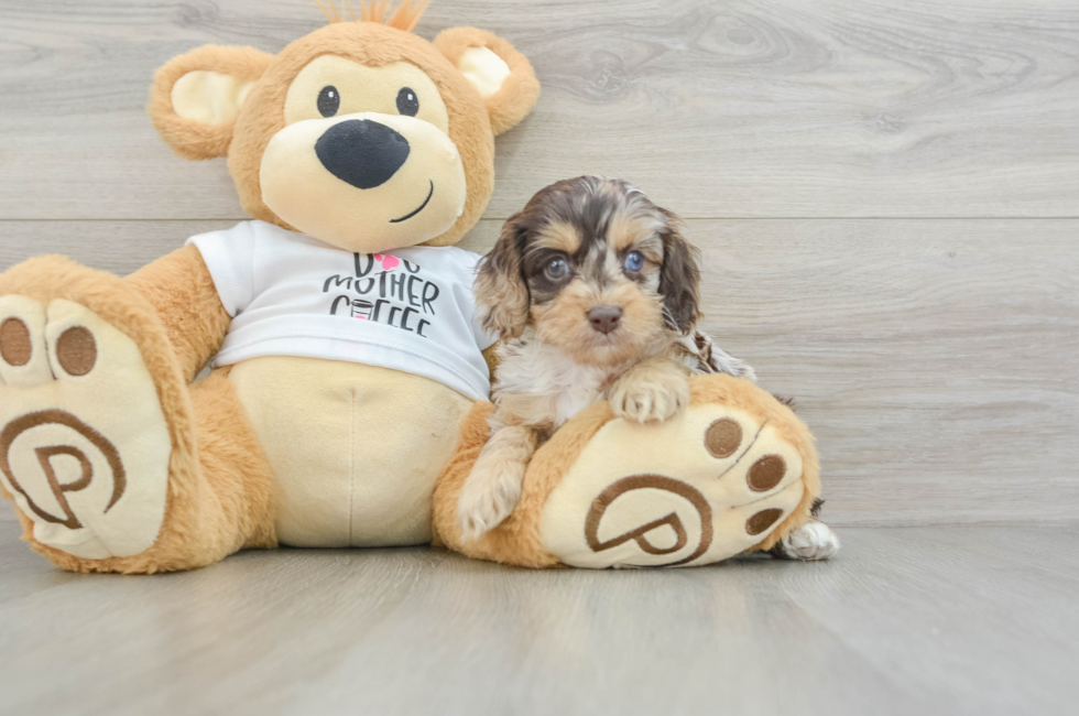 5 week old Cockapoo Puppy For Sale - Pilesgrove Pups