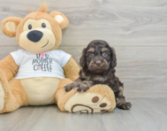 8 week old Cockapoo Puppy For Sale - Pilesgrove Pups