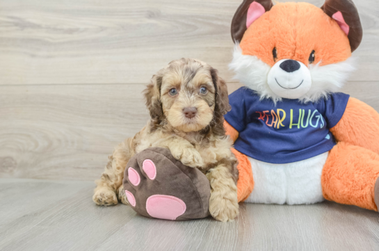 Happy Cockapoo Baby