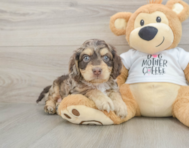 6 week old Cockapoo Puppy For Sale - Pilesgrove Pups