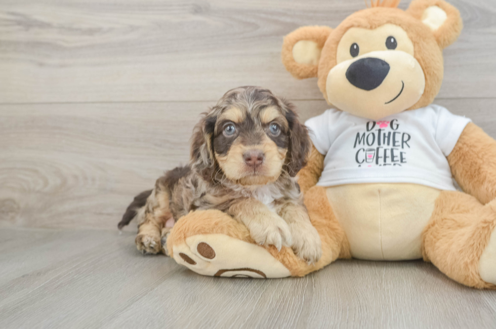 5 week old Cockapoo Puppy For Sale - Pilesgrove Pups