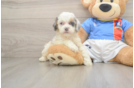 Cockapoo Puppy for Adoption