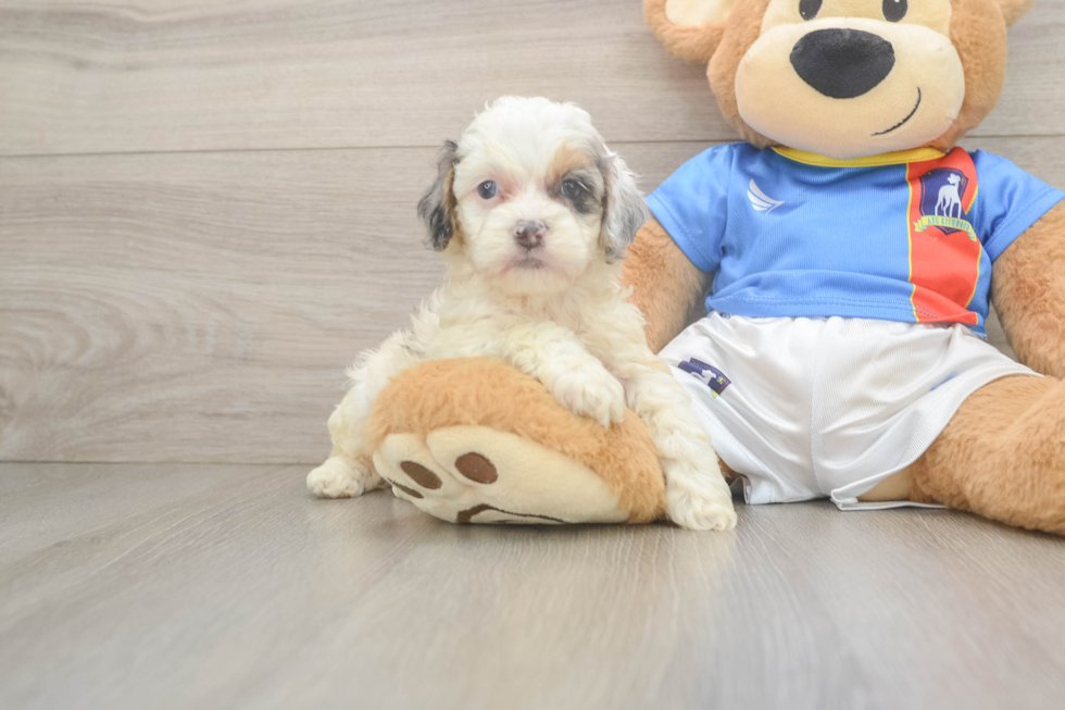 Cockapoo Puppy for Adoption
