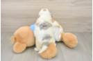 Cockapoo Puppy for Adoption