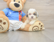 7 week old Cockapoo Puppy For Sale - Pilesgrove Pups