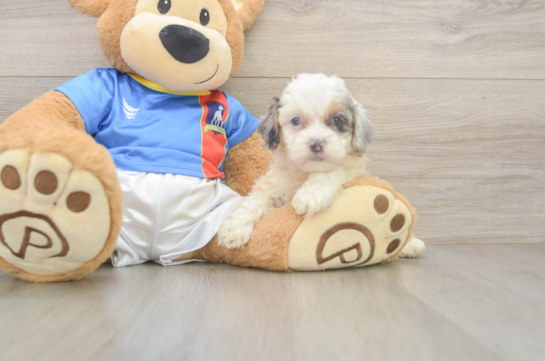 Best Cockapoo Baby
