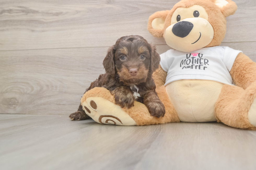 5 week old Cockapoo Puppy For Sale - Pilesgrove Pups