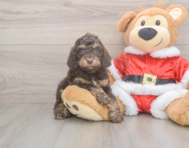 6 week old Cockapoo Puppy For Sale - Pilesgrove Pups