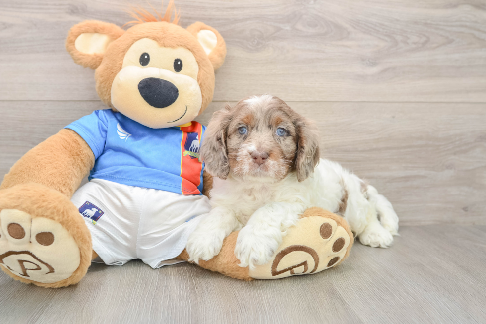 Sweet Cockapoo Baby