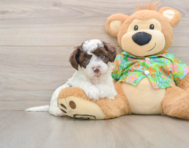 5 week old Cockapoo Puppy For Sale - Pilesgrove Pups