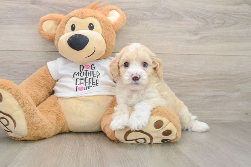 Popular Cockapoo Poodle Mix Pup