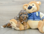 7 week old Cockapoo Puppy For Sale - Pilesgrove Pups