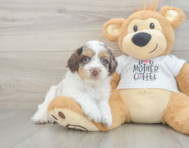 6 week old Cockapoo Puppy For Sale - Pilesgrove Pups