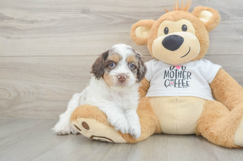 5 week old Cockapoo Puppy For Sale - Pilesgrove Pups
