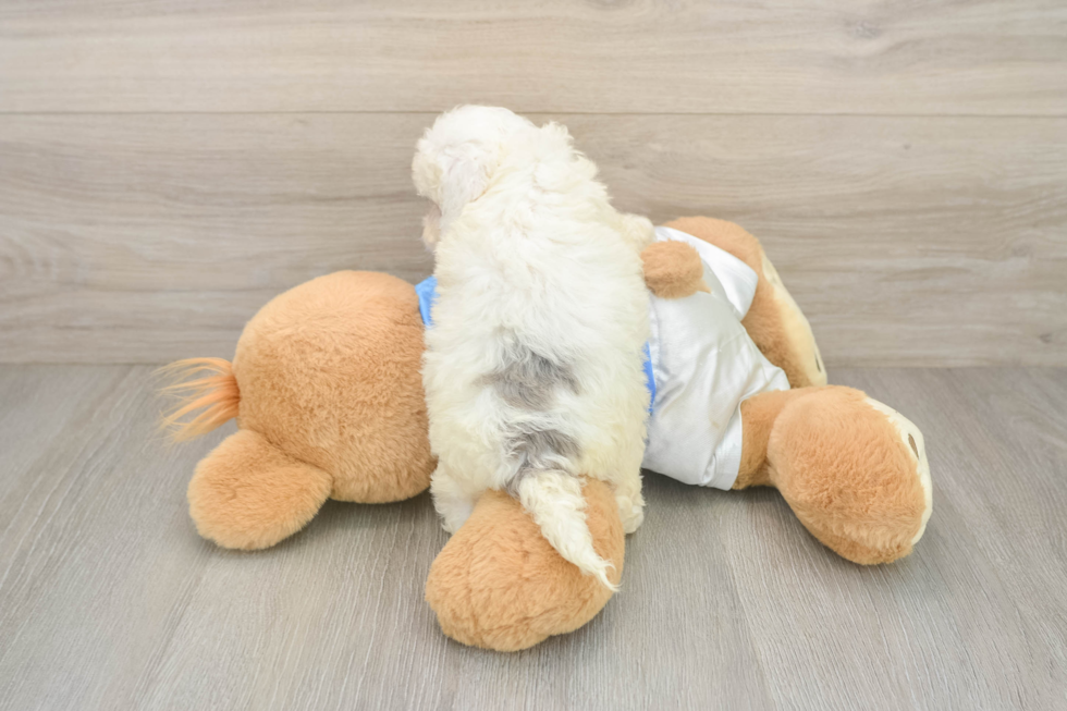 Cockapoo Puppy for Adoption