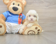 7 week old Cockapoo Puppy For Sale - Pilesgrove Pups