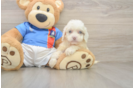 Cockapoo Pup Being Cute