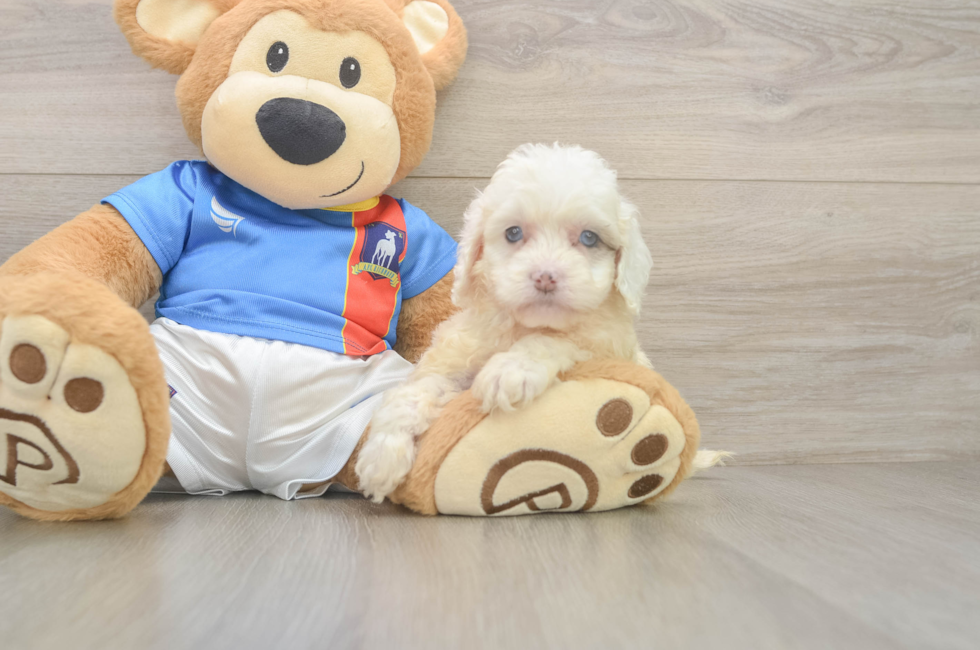 5 week old Cockapoo Puppy For Sale - Pilesgrove Pups