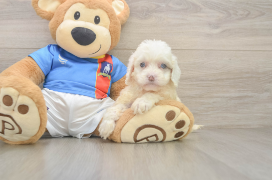 Cockapoo Pup Being Cute